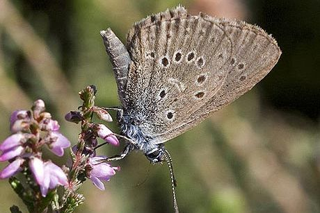 extinct butterfly