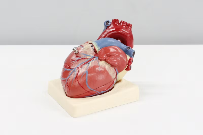 heart diagram that can be taken apart