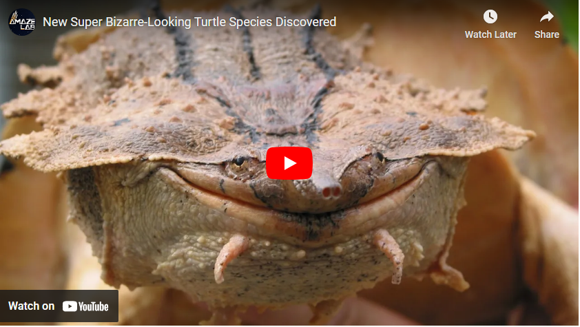 new turtle species video