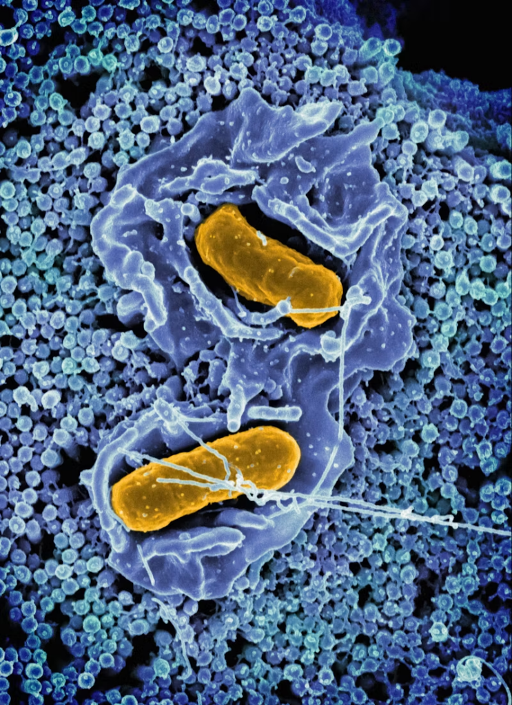 salmonella bacteria
