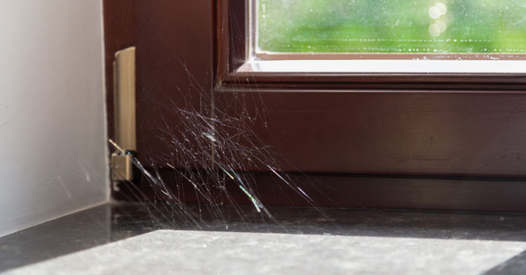 What Really Happens When You Take Spiders Outside of Your Home - Featured image
