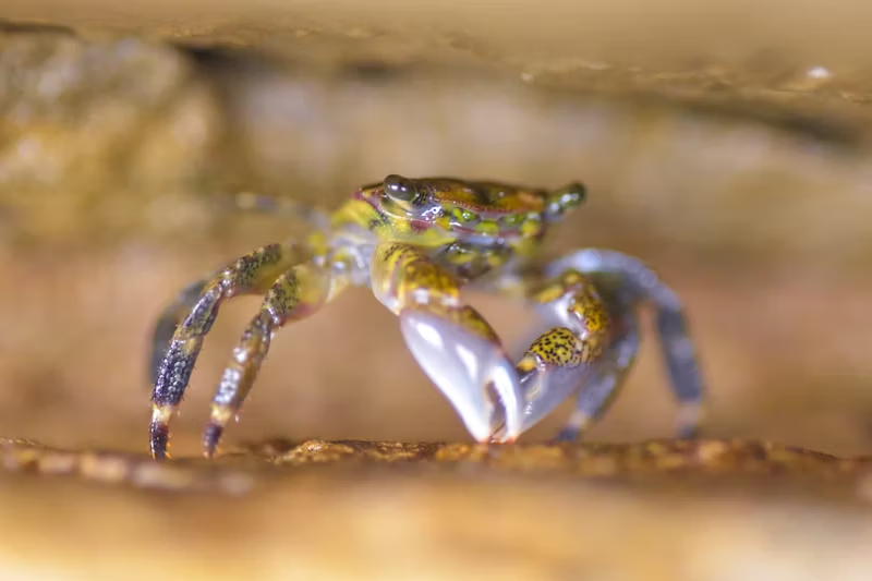 close-up of an ocean crab