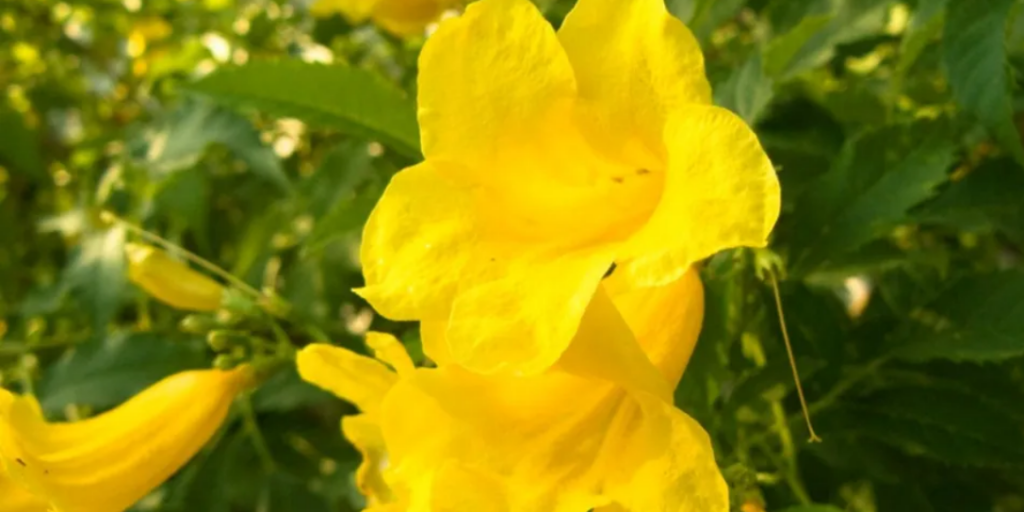 cat's claw