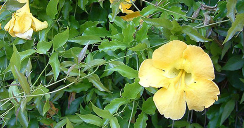 cat's claw