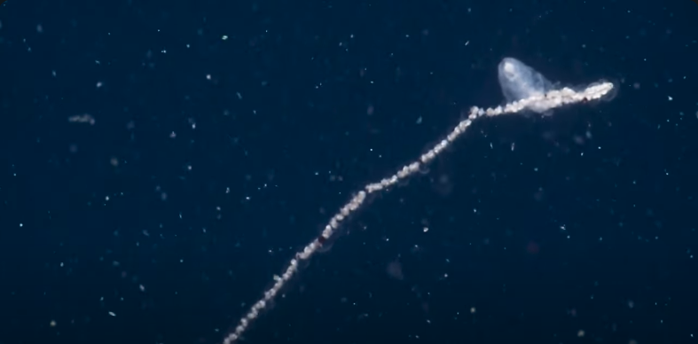 siphonophores