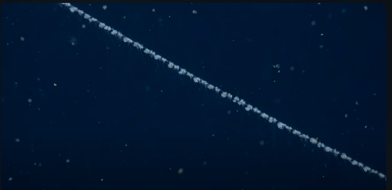 siphonophores