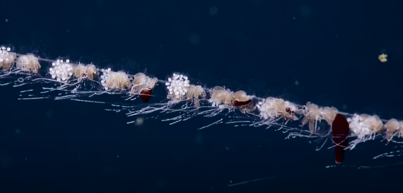 siphonophores