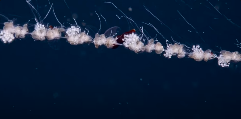 siphonophores