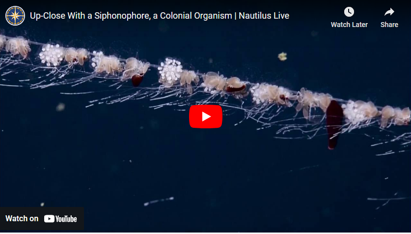 siphonophore