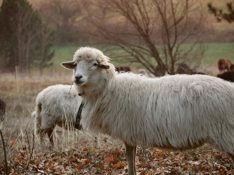 sheep grazing