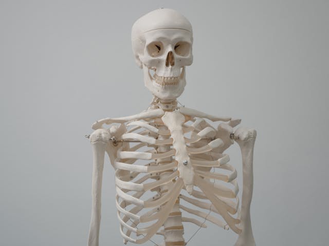 skeleton
