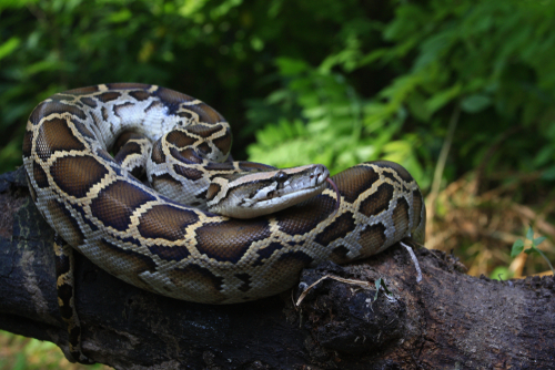 Burmese Python
