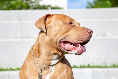 portrait of golden pitbull terrier with tongue out