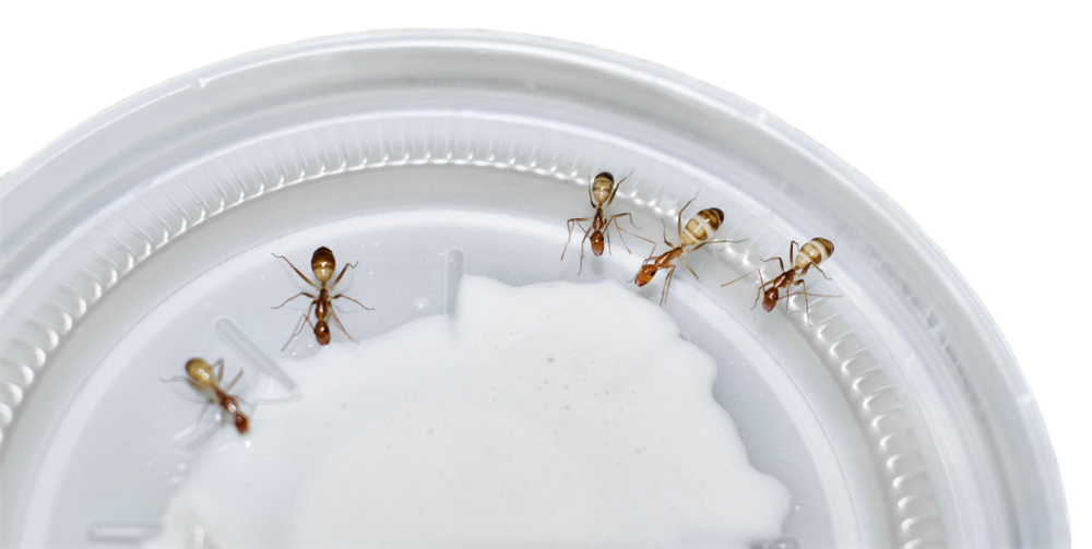 Red wood ants or formica or Myrmica rubra in red or brown color eating sweet milk cream plastic plate. Concept of teamwork or hardworking or unite. Isolated on white background.