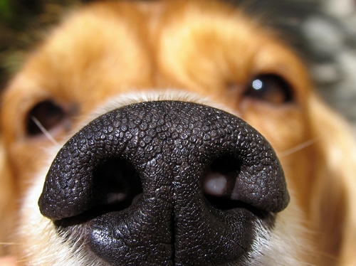 dog nose