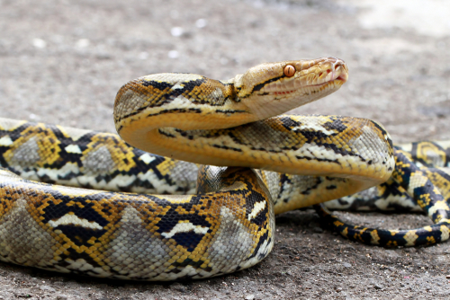 Reticulated Python