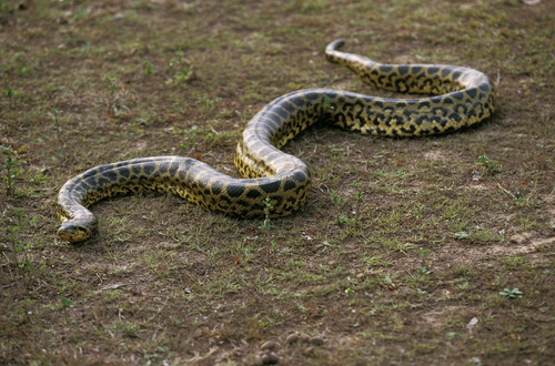 Green Anaconda