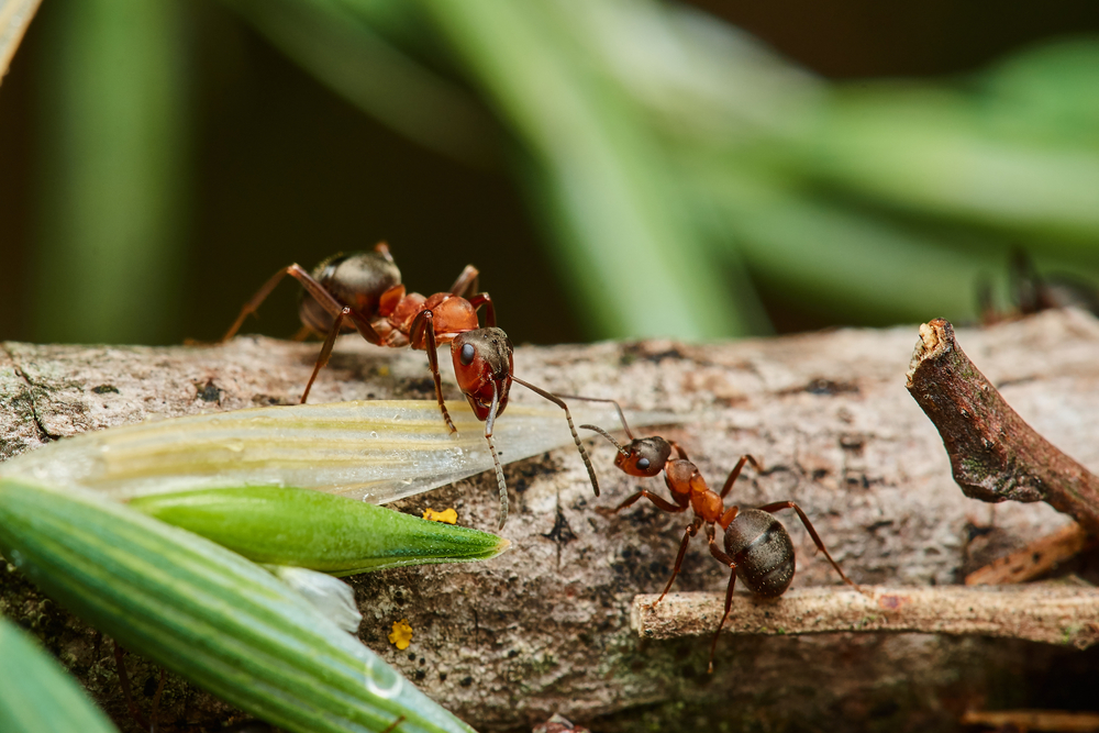 Red wood ant in natural environment, Danube forest, Slovakia, Europe