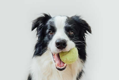 dog with ball