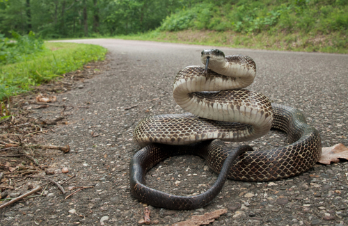 Eastern Rat Snake