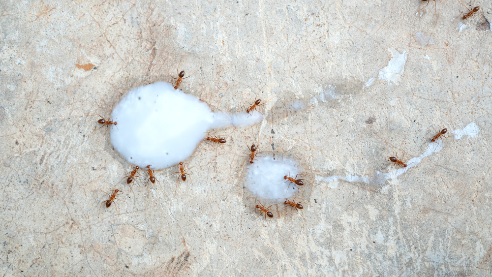 Small ants eating a white yogurt.