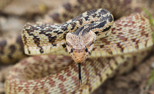 Bull Snake