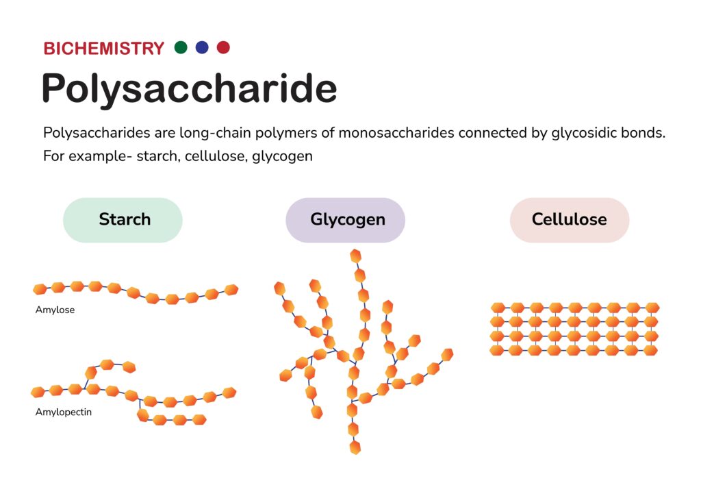 Biochemistry diagram present structure of polysaccharide such as starch (amylose and amylopectin), glycogen, and cellulose, formed from monosaccharide sugar
