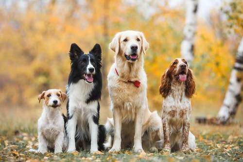 dogs