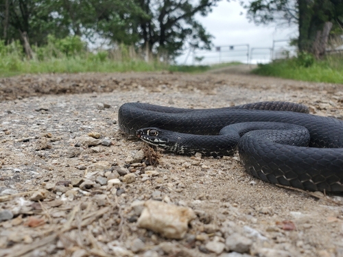 Eastern Coachwhip
