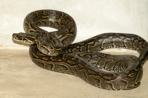 Central African Rock Python