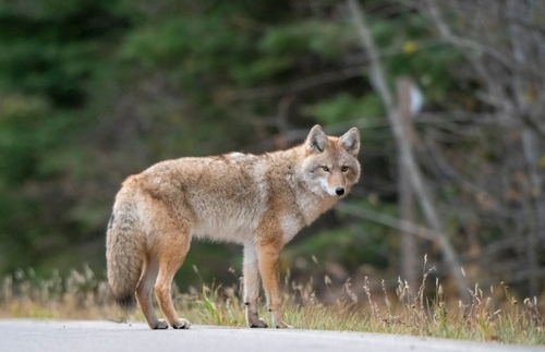 wolf
