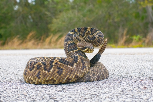 Eastern Diamondback Rattlesnake