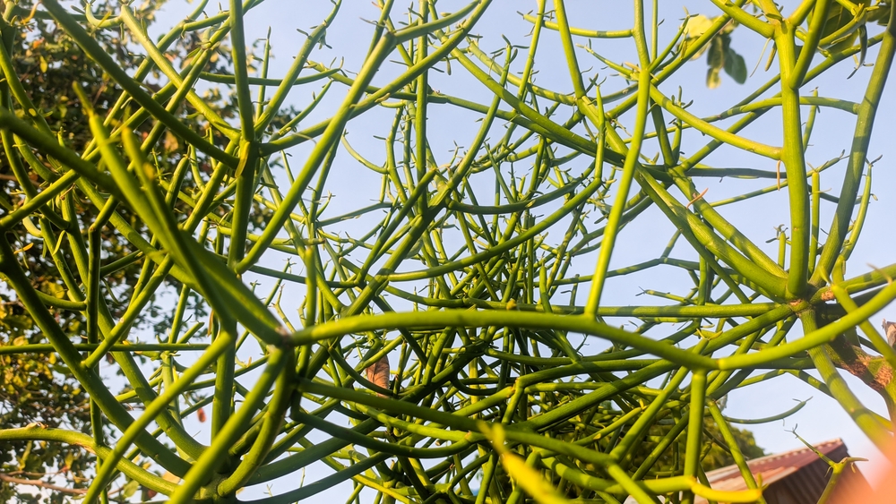 Euphorbia tirucalli is a tree native to Africa that grows in semi-arid tropical climates. A hydrocarbon plant, it produces a poisonous latex that can cause temporary blindness