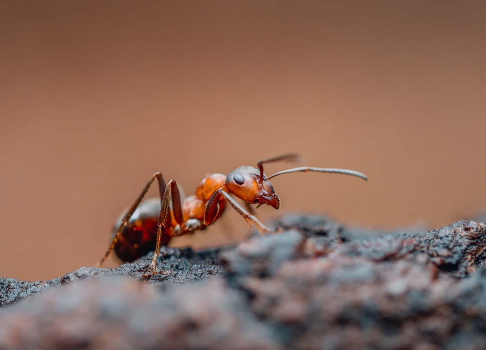 Side close-up of a red wood ant (Formica polyctena) in the wild.