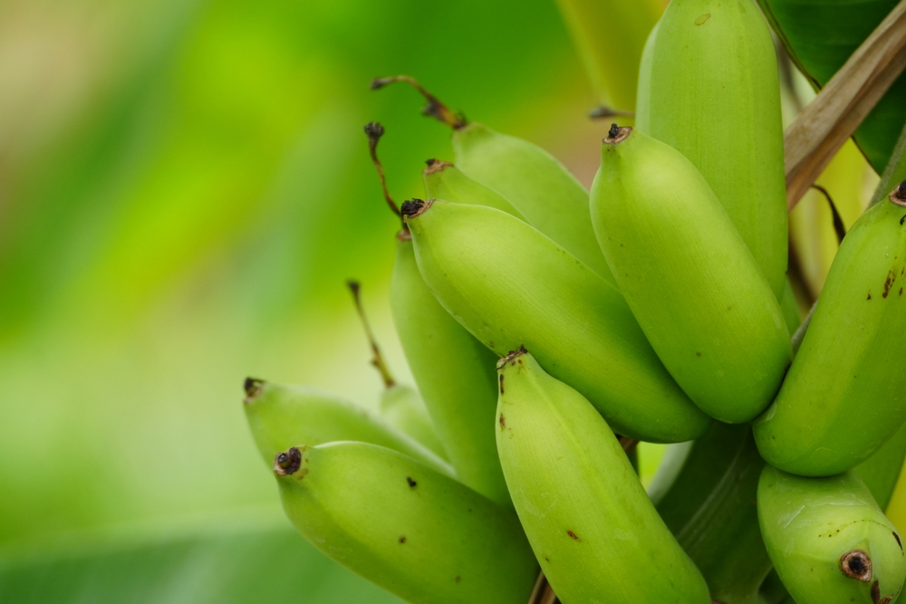 close-up image, a cluster of unripe green bananas, captures the texture and structure of the bananas