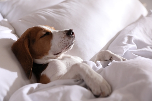 beagle puppy