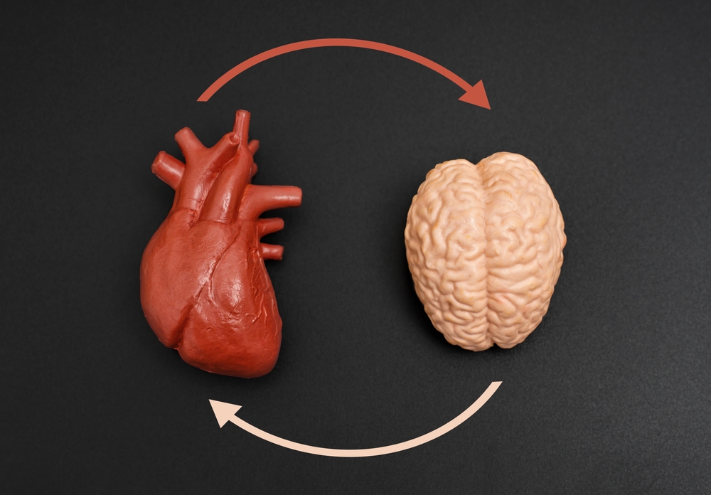 Anatomical models of human brain and heart isolated on a black background, connected by curved arrows, symbolizing interconnection.
