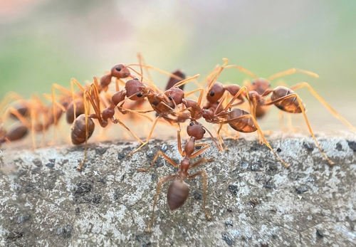 red ants gathering against nature background