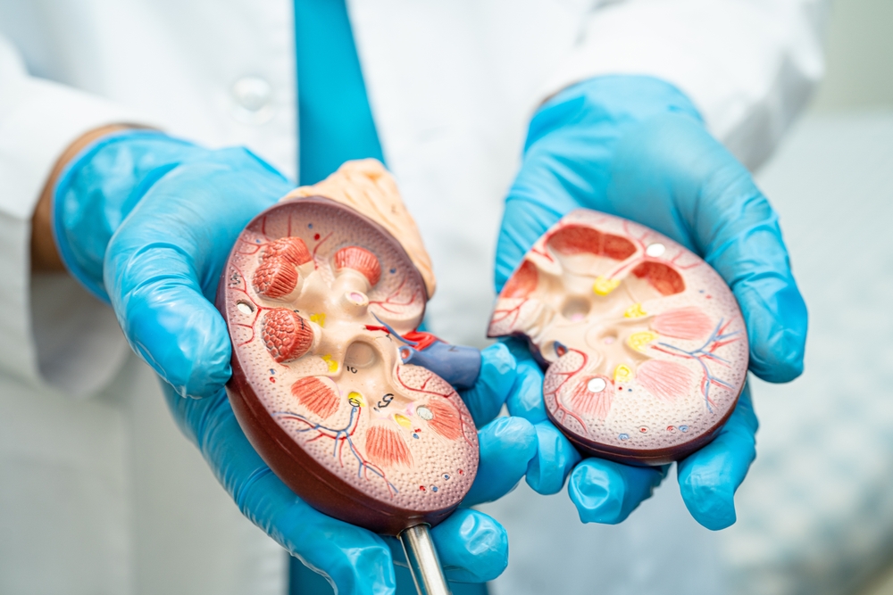 Kidney disease, Chronic kidney disease ckd, Doctor hold human model to treat and study in hospital.