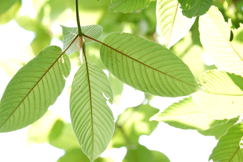 In selective focus Kratom leaves with branches and blurred green leaves background top view
