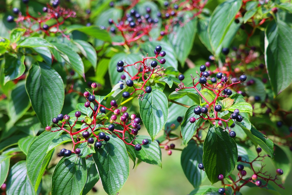 Sambucus nigra is a species complex of flowering plants in the family Adoxaceae native to most of Europe. Common names include elder, elderberry, black elder, European elder, European elderberry

