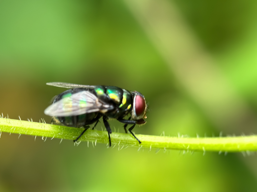 Near distance fly (Chrysomya), New World screwworm fly (Chrysomya)
