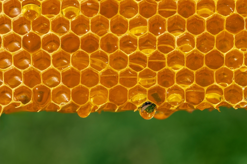 Honey dripping from honey comb on nature background, close up. Fresh honey dripping from the honeycombs. Healthy food concept and diet