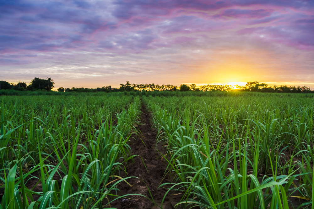 Sugarcane field at sunset.
