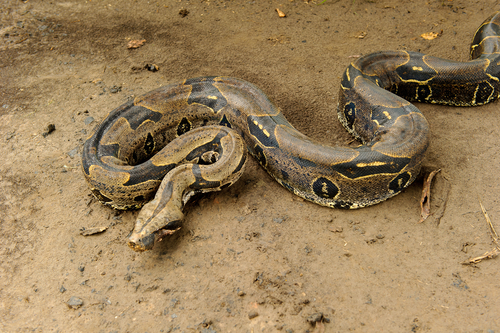 Boa constrictor