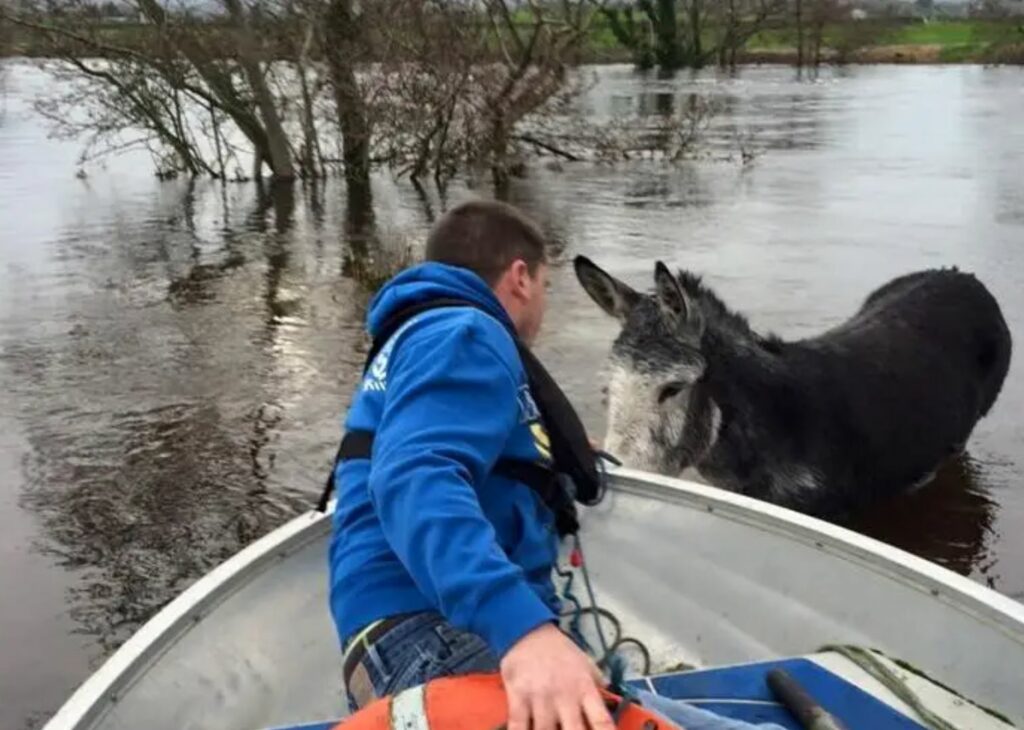 A donkey being rescued by a man in a boat. Trees and greenery in the background. 