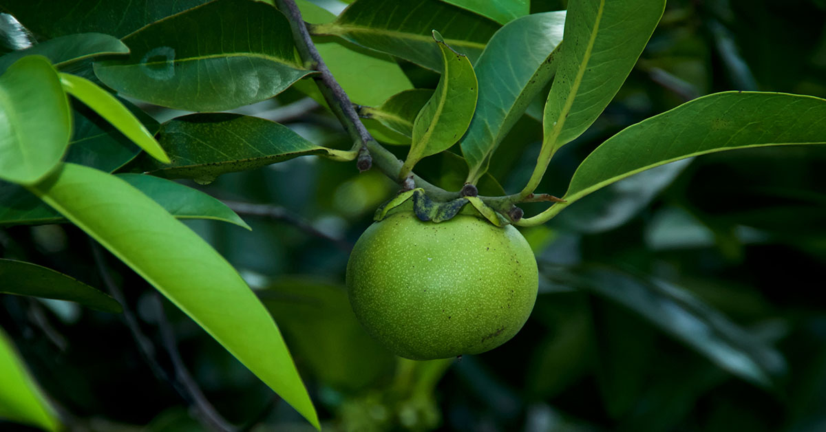 The Most Toxic Tree in the World Is Found in America, and Its 12,000x More Lethal Than a Rattlesnake