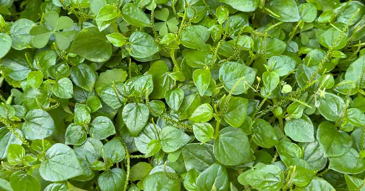 The Healthiest Vegetable In The World is This, According To Experts