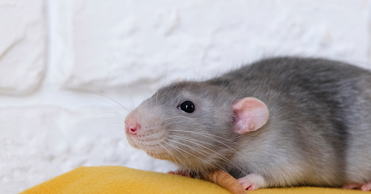 Rats With Custom Vests Are Being Used to Fight Wildlife Trafficking at Ports