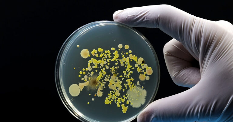Cheese Sold at Market Basket, Aldi, and More Recalled Due to Listeria Contamination - Featured image